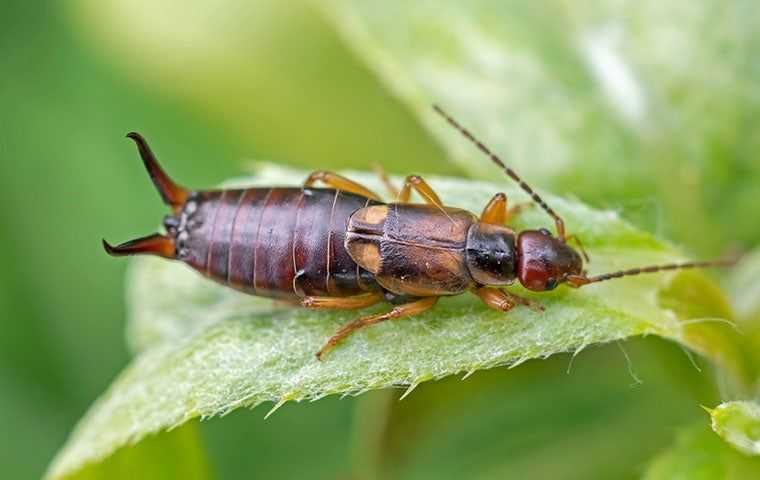 Pest Library Moisture Pests